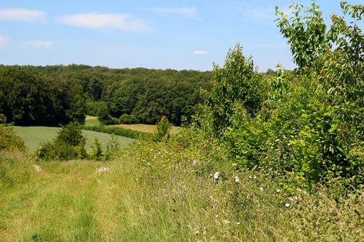 Haie défensive sur le terrain de Canopée, Belgique