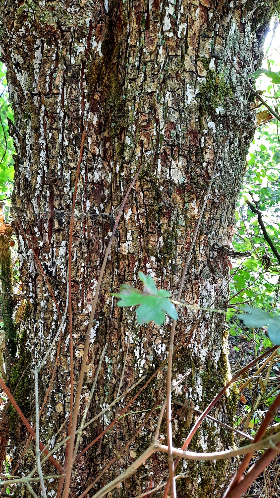 Forêt du Bobësch_2