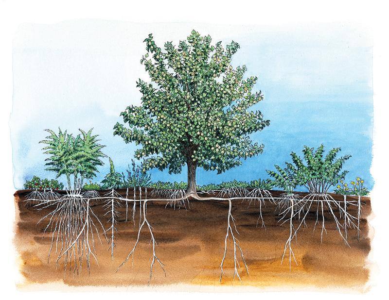 Formation – arbres fruitiers