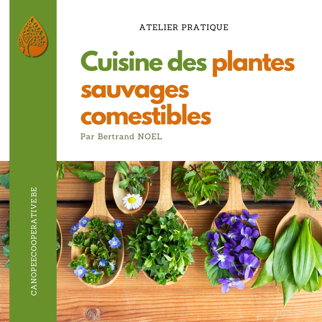 Cuisine plantes sauvages