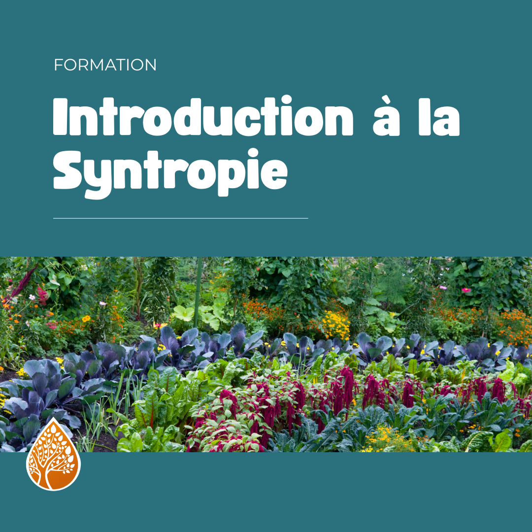 formation syntropie